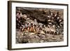 Arizona, Madera Canyon. Sonoran Mountain King Snake-Jaynes Gallery-Framed Photographic Print