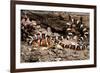 Arizona, Madera Canyon. Sonoran Mountain King Snake-Jaynes Gallery-Framed Photographic Print
