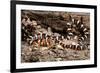 Arizona, Madera Canyon. Sonoran Mountain King Snake-Jaynes Gallery-Framed Photographic Print