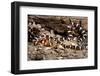 Arizona, Madera Canyon. Sonoran Mountain King Snake-Jaynes Gallery-Framed Photographic Print