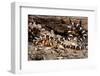 Arizona, Madera Canyon. Sonoran Mountain King Snake-Jaynes Gallery-Framed Photographic Print