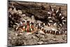 Arizona, Madera Canyon. Sonoran Mountain King Snake-Jaynes Gallery-Mounted Photographic Print