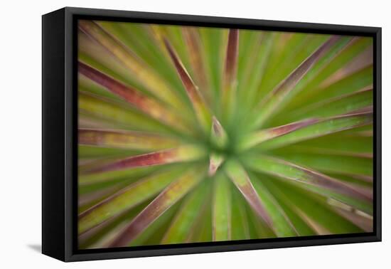 Arizona Monocot-Todd France-Framed Stretched Canvas