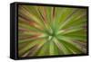 Arizona Monocot-Todd France-Framed Stretched Canvas