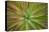 Arizona Monocot-Todd France-Stretched Canvas