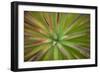 Arizona Monocot-Todd France-Framed Photographic Print