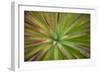 Arizona Monocot-Todd France-Framed Photographic Print