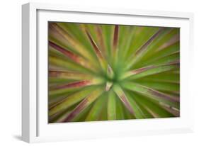 Arizona Monocot-Todd France-Framed Photographic Print