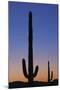 Arizona Moon & Cactus-Donald Paulson-Mounted Giclee Print