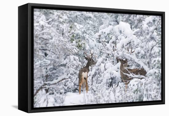 Arizona Mule Deers in Winter-duallogic-Framed Stretched Canvas