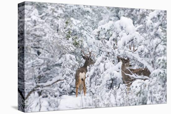 Arizona Mule Deers in Winter-duallogic-Stretched Canvas