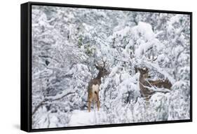 Arizona Mule Deers in Winter-duallogic-Framed Stretched Canvas