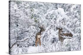 Arizona Mule Deers in Winter-duallogic-Stretched Canvas