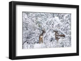 Arizona Mule Deers in Winter-duallogic-Framed Photographic Print