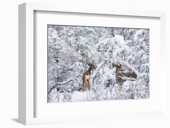 Arizona Mule Deers in Winter-duallogic-Framed Photographic Print