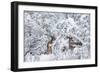 Arizona Mule Deers in Winter-duallogic-Framed Photographic Print