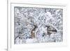 Arizona Mule Deers in Winter-duallogic-Framed Photographic Print