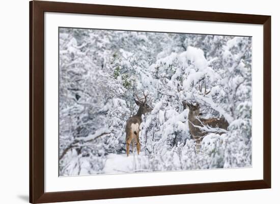 Arizona Mule Deers in Winter-duallogic-Framed Photographic Print