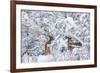 Arizona Mule Deers in Winter-duallogic-Framed Photographic Print