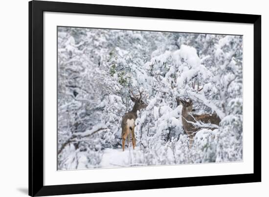 Arizona Mule Deers in Winter-duallogic-Framed Photographic Print