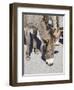 Arizona, Oatman, Route 66, old gold mining town, Wild Burros-Jamie & Judy Wild-Framed Photographic Print