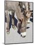 Arizona, Oatman, Route 66, old gold mining town, Wild Burros-Jamie & Judy Wild-Mounted Photographic Print