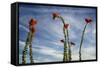 Arizona. Ocotillo Blooming Against Blue Sky-Petr Bednarik-Framed Stretched Canvas