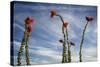 Arizona. Ocotillo Blooming Against Blue Sky-Petr Bednarik-Stretched Canvas
