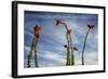 Arizona. Ocotillo Blooming Against Blue Sky-Petr Bednarik-Framed Photographic Print