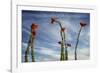 Arizona. Ocotillo Blooming Against Blue Sky-Petr Bednarik-Framed Photographic Print