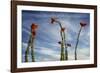 Arizona. Ocotillo Blooming Against Blue Sky-Petr Bednarik-Framed Photographic Print