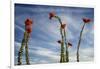 Arizona. Ocotillo Blooming Against Blue Sky-Petr Bednarik-Framed Photographic Print