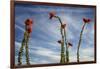 Arizona. Ocotillo Blooming Against Blue Sky-Petr Bednarik-Framed Photographic Print