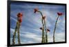 Arizona. Ocotillo Blooming Against Blue Sky-Petr Bednarik-Framed Photographic Print