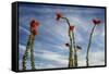 Arizona. Ocotillo Blooming Against Blue Sky-Petr Bednarik-Framed Stretched Canvas