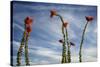 Arizona. Ocotillo Blooming Against Blue Sky-Petr Bednarik-Stretched Canvas