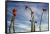 Arizona. Ocotillo Blooming Against Blue Sky-Petr Bednarik-Framed Stretched Canvas