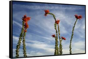 Arizona. Ocotillo Blooming Against Blue Sky-Petr Bednarik-Framed Stretched Canvas