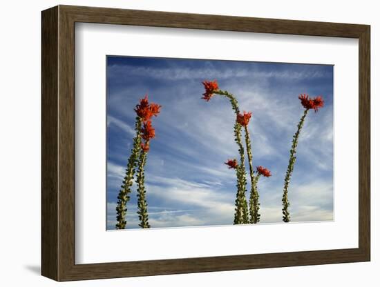 Arizona. Ocotillo Blooming Against Blue Sky-Petr Bednarik-Framed Photographic Print