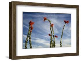 Arizona. Ocotillo Blooming Against Blue Sky-Petr Bednarik-Framed Photographic Print