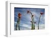 Arizona. Ocotillo Blooming Against Blue Sky-Petr Bednarik-Framed Photographic Print