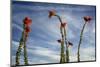 Arizona. Ocotillo Blooming Against Blue Sky-Petr Bednarik-Mounted Photographic Print