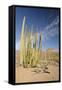 Arizona, Organ Pipe Cactus National Monument. Organ Pipe Cactus-Kevin Oke-Framed Stretched Canvas