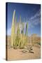 Arizona, Organ Pipe Cactus National Monument. Organ Pipe Cactus-Kevin Oke-Stretched Canvas