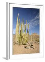 Arizona, Organ Pipe Cactus National Monument. Organ Pipe Cactus-Kevin Oke-Framed Photographic Print