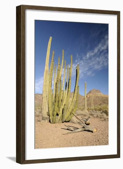 Arizona, Organ Pipe Cactus National Monument. Organ Pipe Cactus-Kevin Oke-Framed Photographic Print