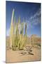 Arizona, Organ Pipe Cactus National Monument. Organ Pipe Cactus-Kevin Oke-Mounted Photographic Print