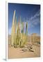 Arizona, Organ Pipe Cactus National Monument. Organ Pipe Cactus-Kevin Oke-Framed Photographic Print