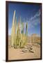 Arizona, Organ Pipe Cactus National Monument. Organ Pipe Cactus-Kevin Oke-Framed Photographic Print