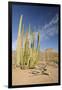 Arizona, Organ Pipe Cactus National Monument. Organ Pipe Cactus-Kevin Oke-Framed Photographic Print